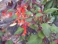 vignette Fuchsia fulgens