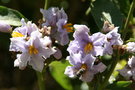 vignette Solanum bonariensis
