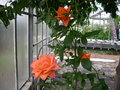 vignette Rosa hybride moderne, rose orange