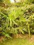 vignette trachycarpus F