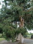 vignette Eucalyptus Dalrympleana - Golf de Teoula