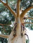 vignette Eucalyptus Dalrympleana - golf de teoula