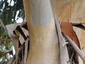 vignette Eucalyptus Dalrympleana - golf de Teoula