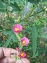 vignette Sphaeralcea fendleri ssp. venusta