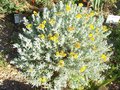 vignette Helichrysum splendidum