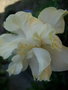 vignette Hibiscus blanc double