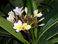 vignette inflo plumeria