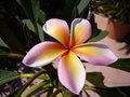 vignette plumeria