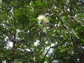 vignette Syzygium jambos = Eugenia jambos = Jambosa vulgaris = Jambosa jambos, pomme rose, pommier rose, jambosier, jamorosier