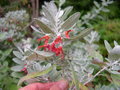 vignette Teucrium heterophyllum = Teucrium canariense = Teucrium erubescens = Poliodendron heterophyllum, germandre  fleurs rouges