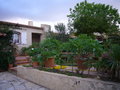 vignette plumerias en pots et en pleine terre