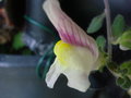 vignette Anthirrhinum hispanicum-fleur.