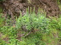 vignette Echium candicans = Echium fastuosum, viprine de Madre