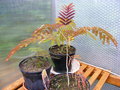 vignette albizia summer chocolate