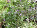vignette abutilon vitifolium