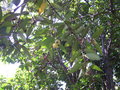 vignette Syzygium jambos = Eugenia jambos = Jambosa vulgaris = Jambosa jambos, pomme rose, pommier rose, jambosier, jamorosier