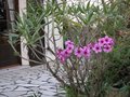 vignette geranium maderensis devant echium fastuosum