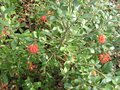 vignette grevillea victoriae miqueliana