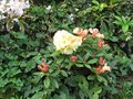 vignette Rhododendron invitation