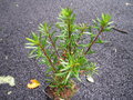 vignette Myrceugenia pyrifolia +