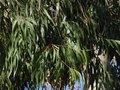 vignette Launaguet - Eucalyptus viminalis