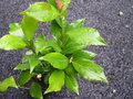 vignette Hydrangea seemanii x peruviana +