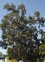 vignette Launaguet - Eucalyptus hybrid
