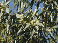 vignette Eucalyptus gunnii (fleurs)