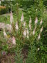 vignette Veronicastrum Virginicum