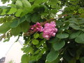 vignette Robinia hispida - Acacia rose