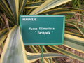 vignette Yucca filamentosa 'Variegata'