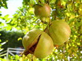 vignette Blagnac - Punica grantum (fruits)