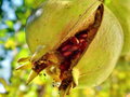 vignette Blagnac - Punica granatum (fruit)