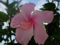 vignette Hibiscus rose pale