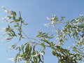 vignette Cornebarrieu - Eucalyptus pulverulenta