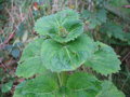 vignette Lamiaceae sp yunnan