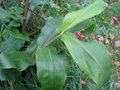 vignette Hedychium gardnerianum Tara