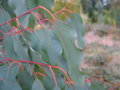vignette Eucalyptus dalrympleana karlostachys