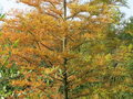 vignette Taxodium distichum