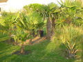vignette buisson de palmiers