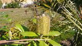vignette banksia dans mon jardin