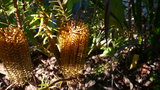 vignette banksia dans mon jardin