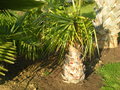 vignette livistonia australis 1