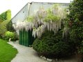 vignette Glycine en fleurs