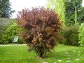 vignette Cotinus coggygria rubrifolius