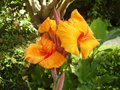 vignette Canna pretoria