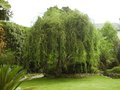 vignette Salix matsudana Tortuosa, forme pleureur