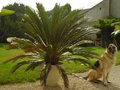 vignette Cycas revoluta