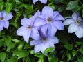 vignette Clematis hybrida sieboldii (ramona)