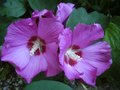 vignette Hibiscus syriacus woodbridge